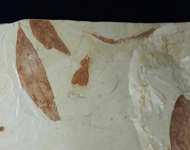 Zelkova zelkovifolia (UNGER 1843) & Daphnogene polymorpha ETTING - Bild © FossNet FossilienStore